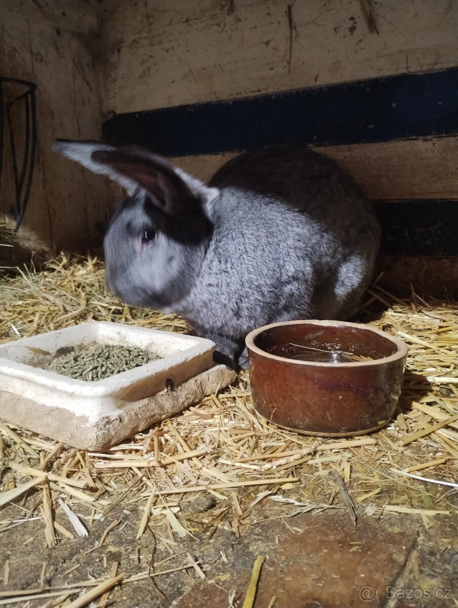 Králíci - 4