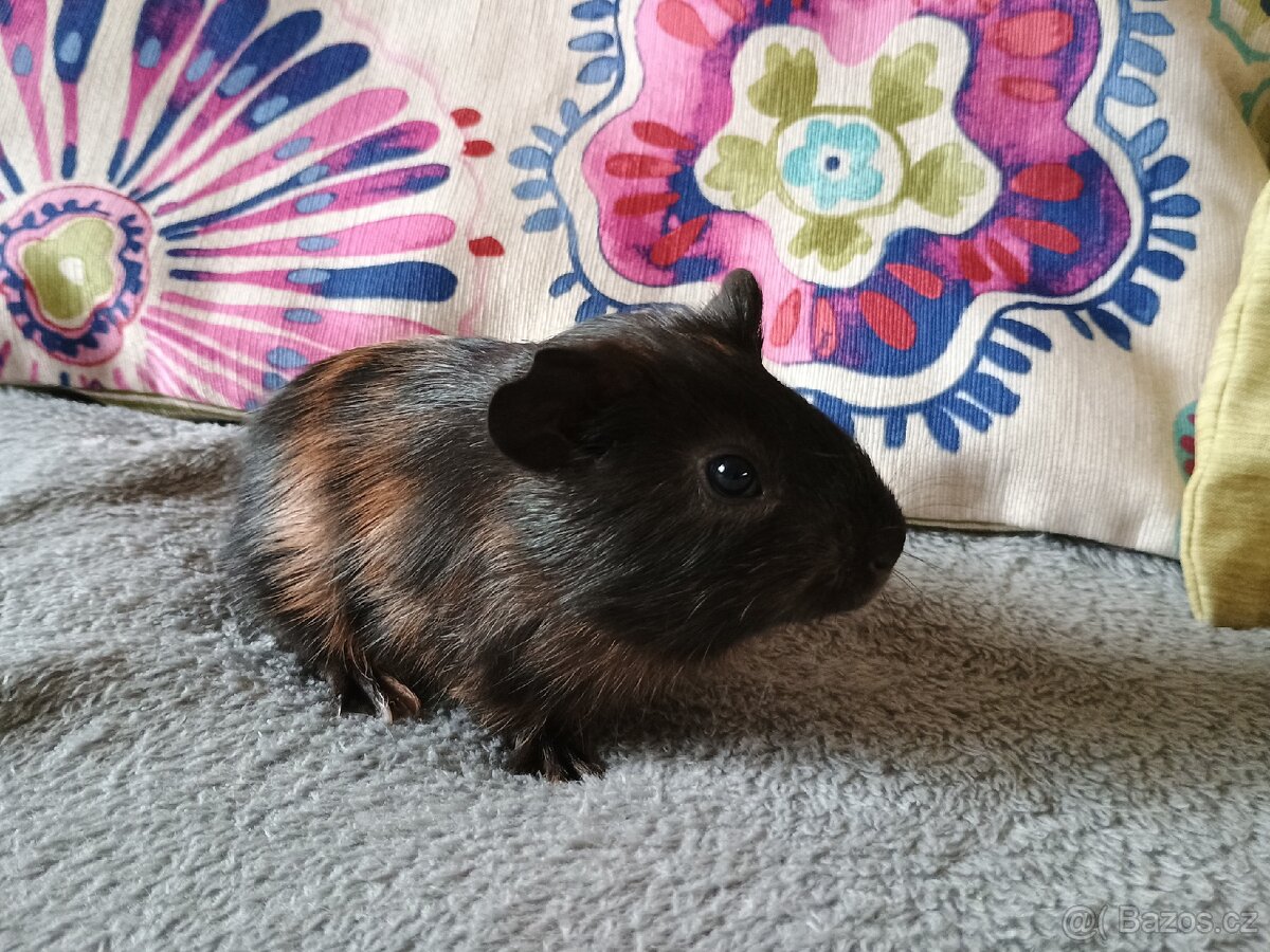 Morče sameček z Vizovic - 4