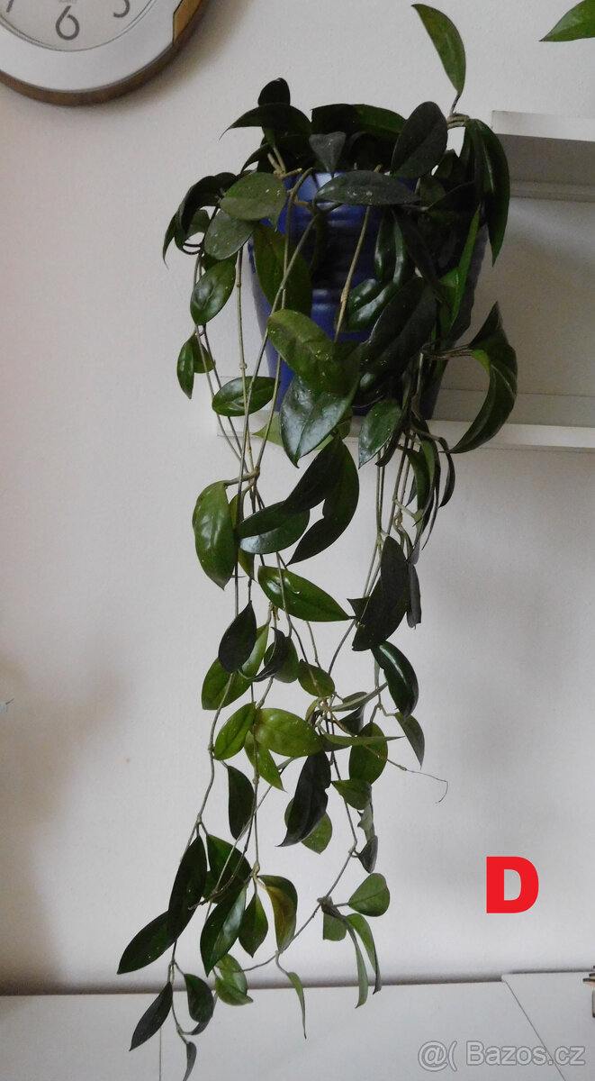 POKOJOVKY-RÝMOVNÍK,DRACENA,VOSKOVKA,PHOTOS... - 4