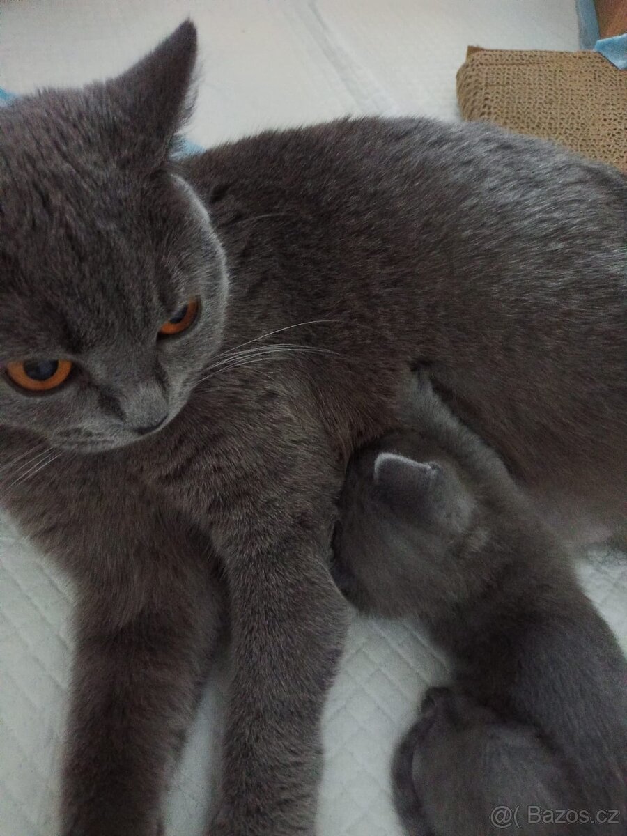 Prodám kotě - 4