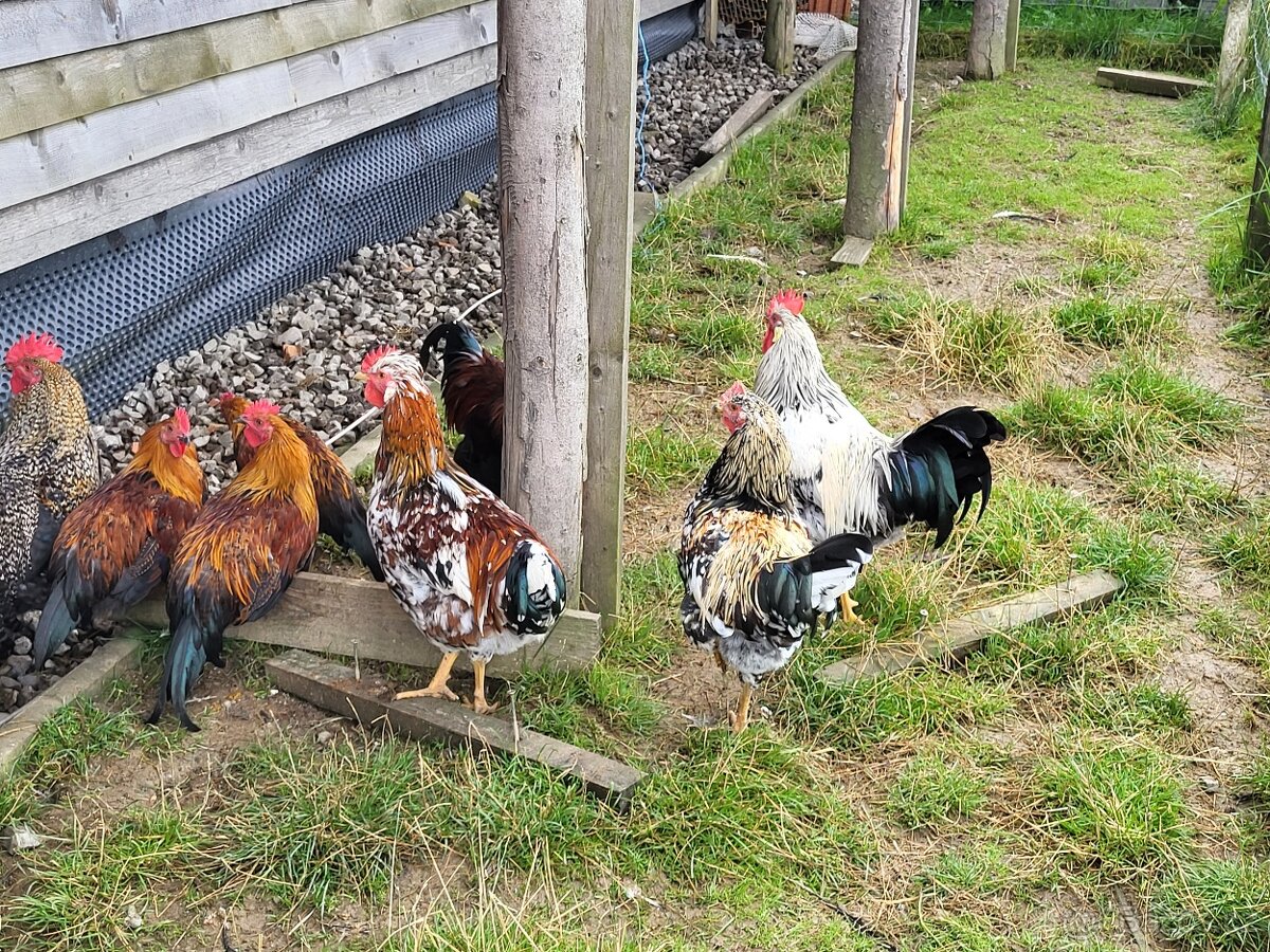 Prodám letošní kohouty - 4