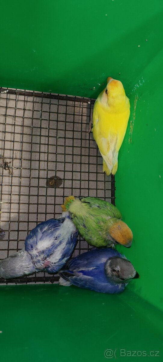 Agapornis ružovohrdly - 4