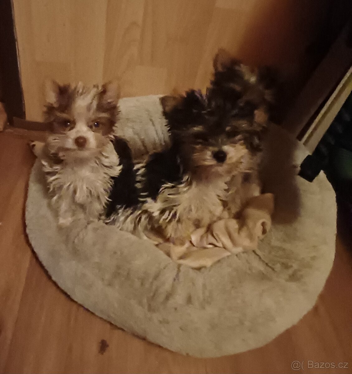 Biewer jork-fenečky bez pp,táta německý pp - 4