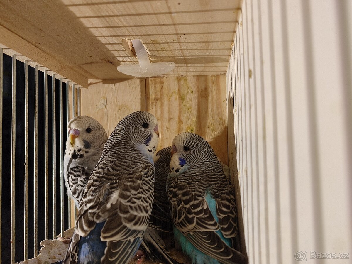 Andulky vlnkované - modré, modrobílé, bílé - 4