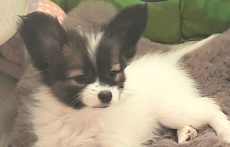 Štěňátka papillona s PP - 4