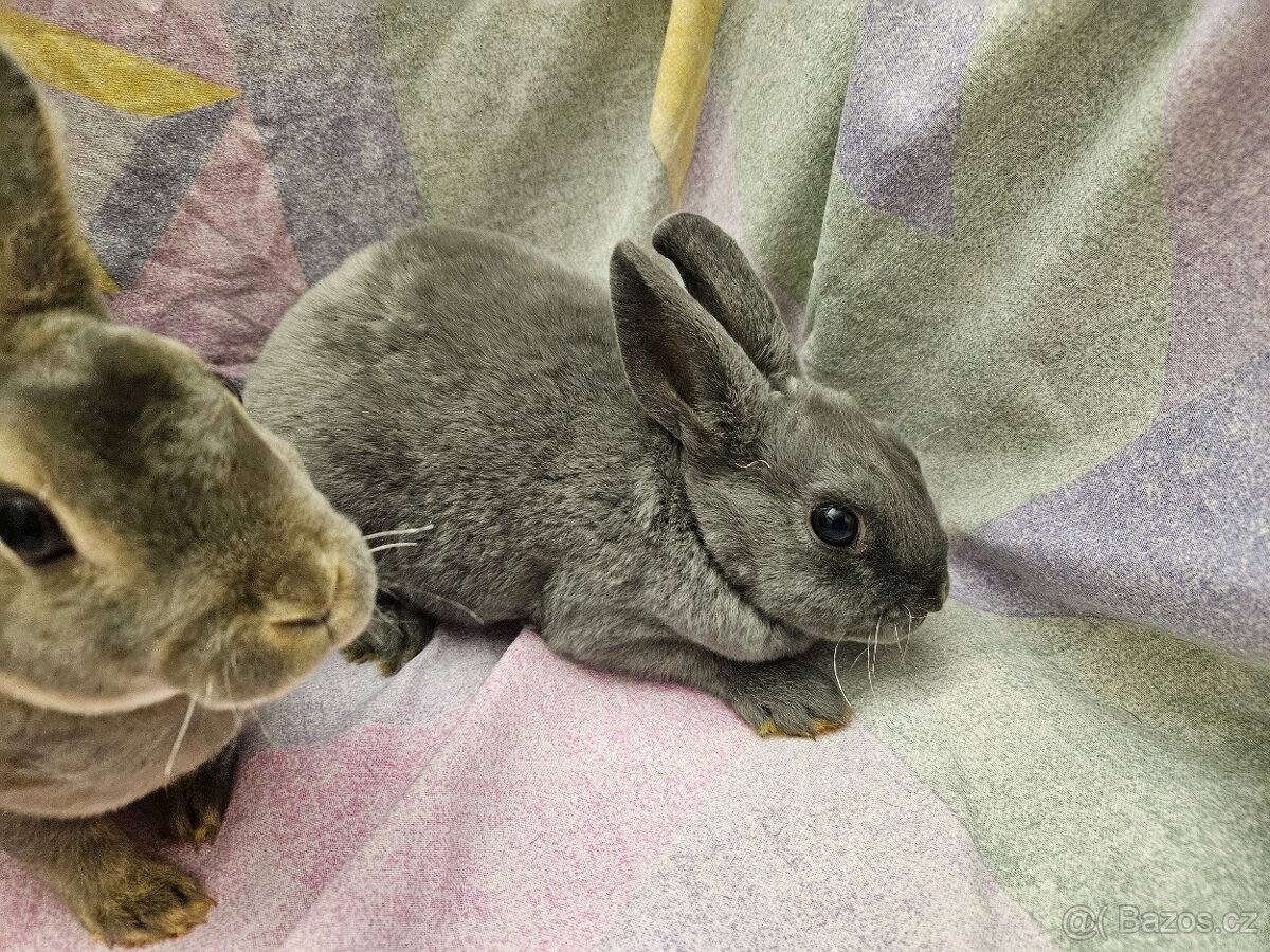 Zakrslý králíček - 4