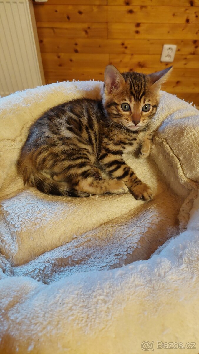 Bengalská kočka-koťátka s PP - 4