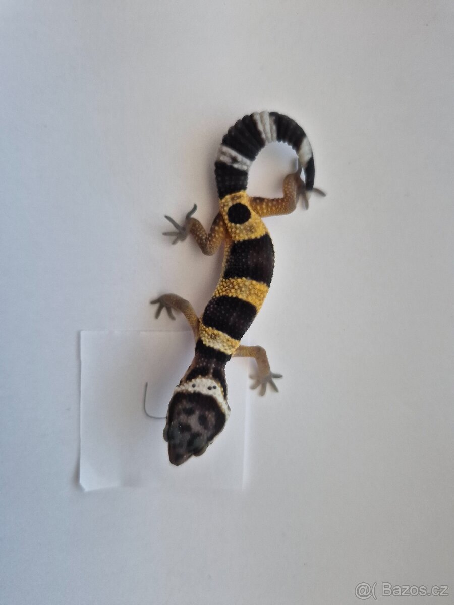 Gekončík noční - 4