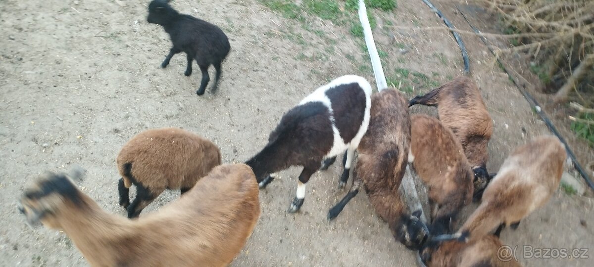 Kamerunské ovce - 4