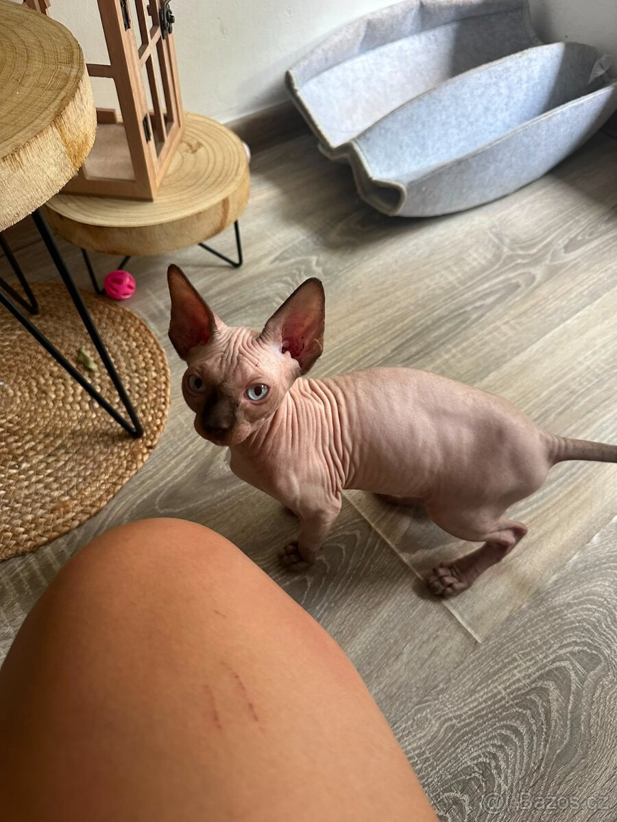 Sphynx - 4