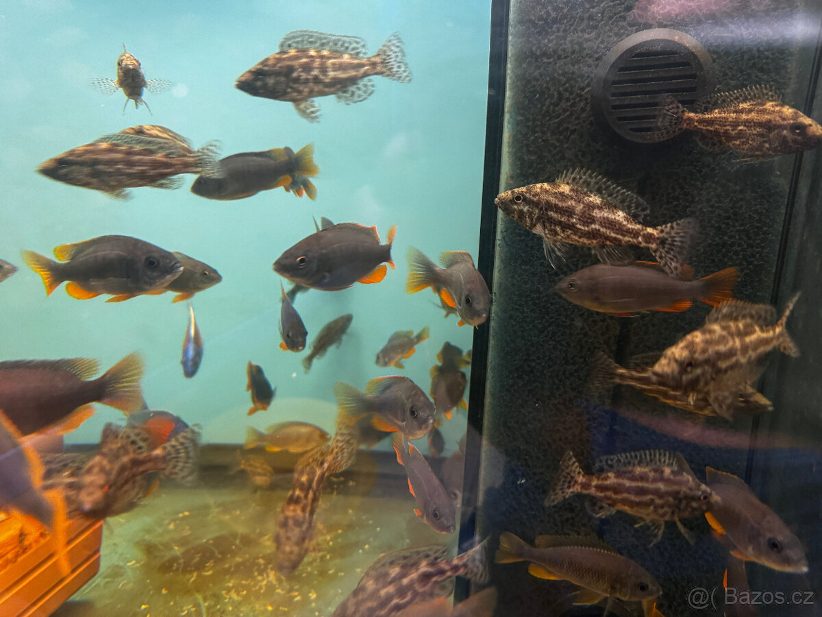 Tlamovci Nimbochromis polystigma F1 - 4