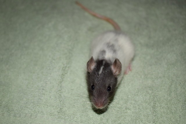 8.11. Praha - potkani, potkánci - dwarf, fuzz, standard, dum - 4