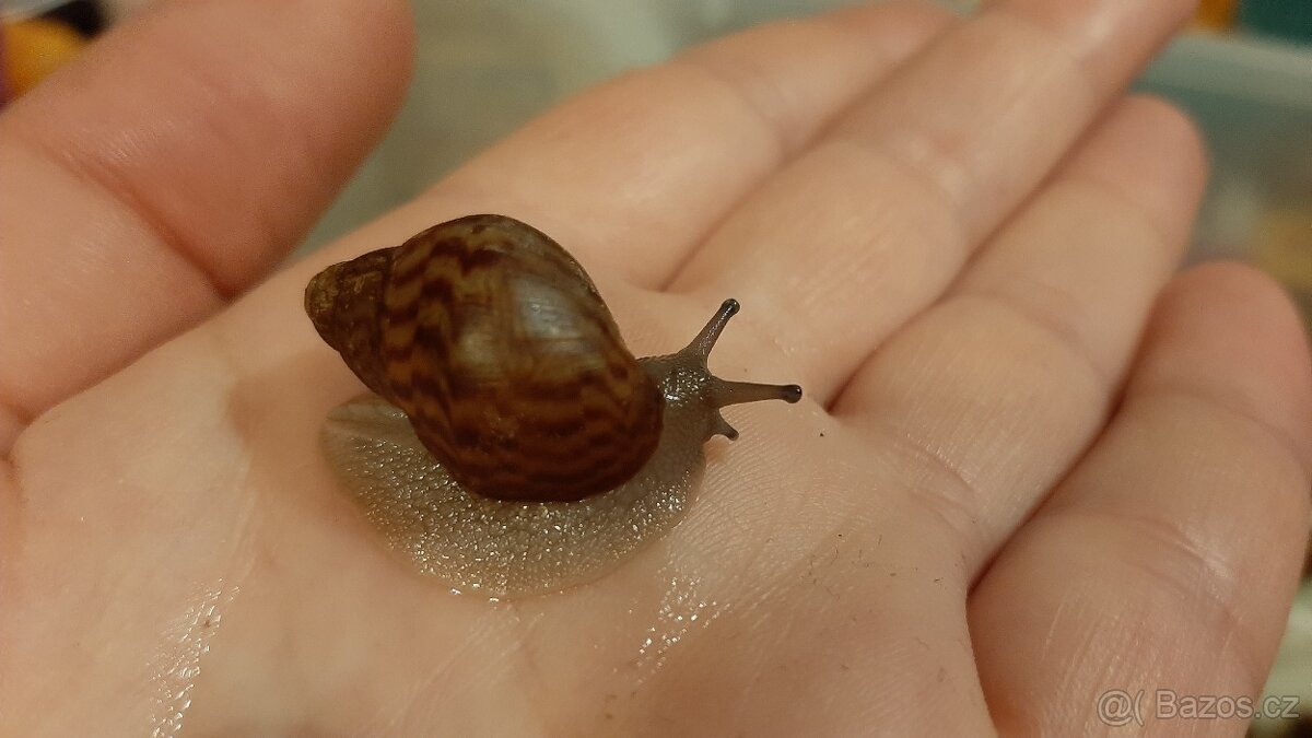 Achatina Achatina Ghana - 4