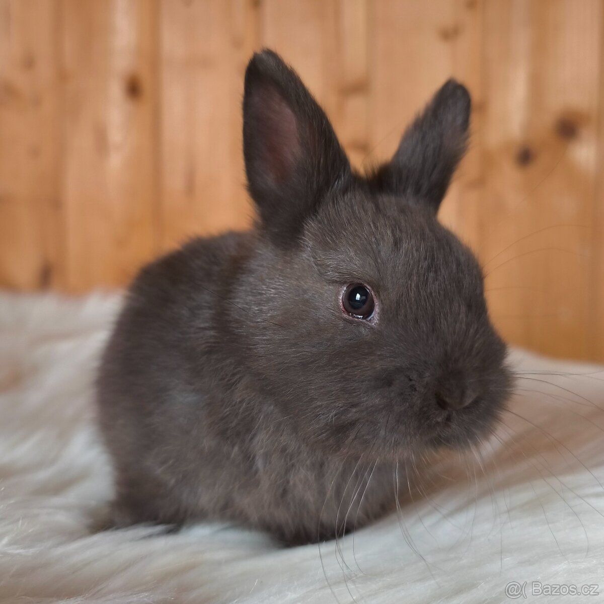 Zakrslí králíci jako vánoční dárek - 4