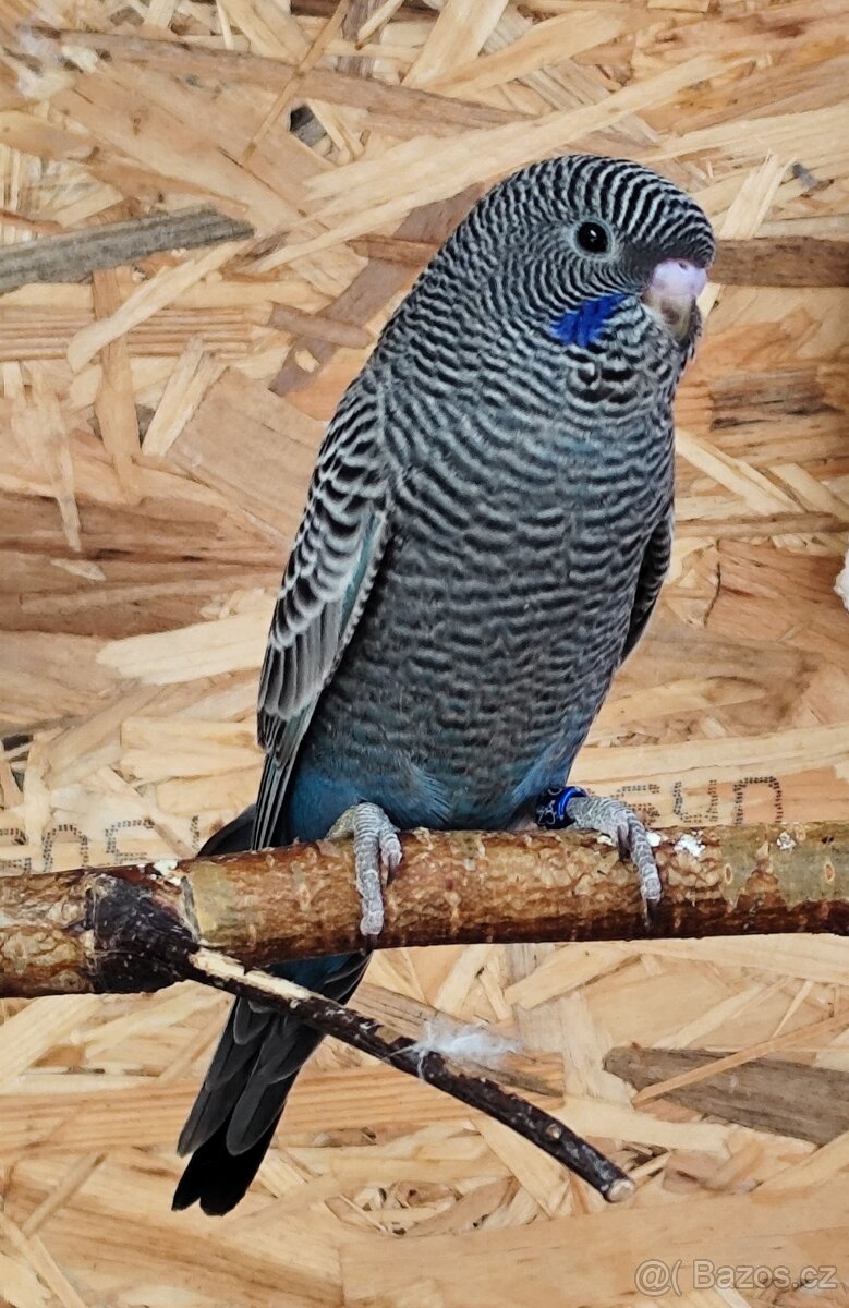 Andulky BF a BWBW (Double Black) - 4