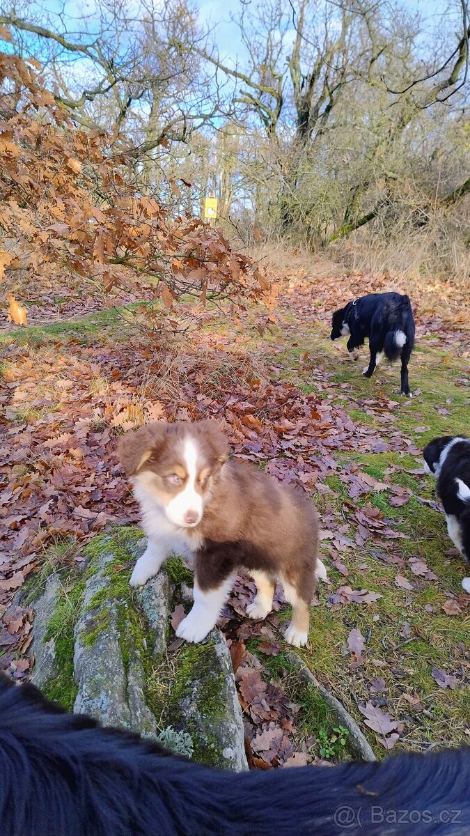 Border kolie bez PP - 4