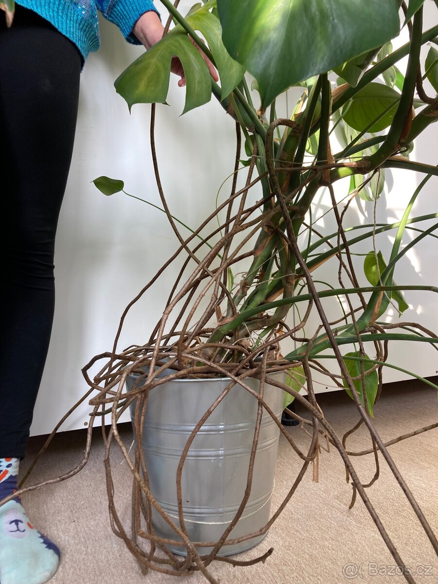 Monstera deliciosa - 4