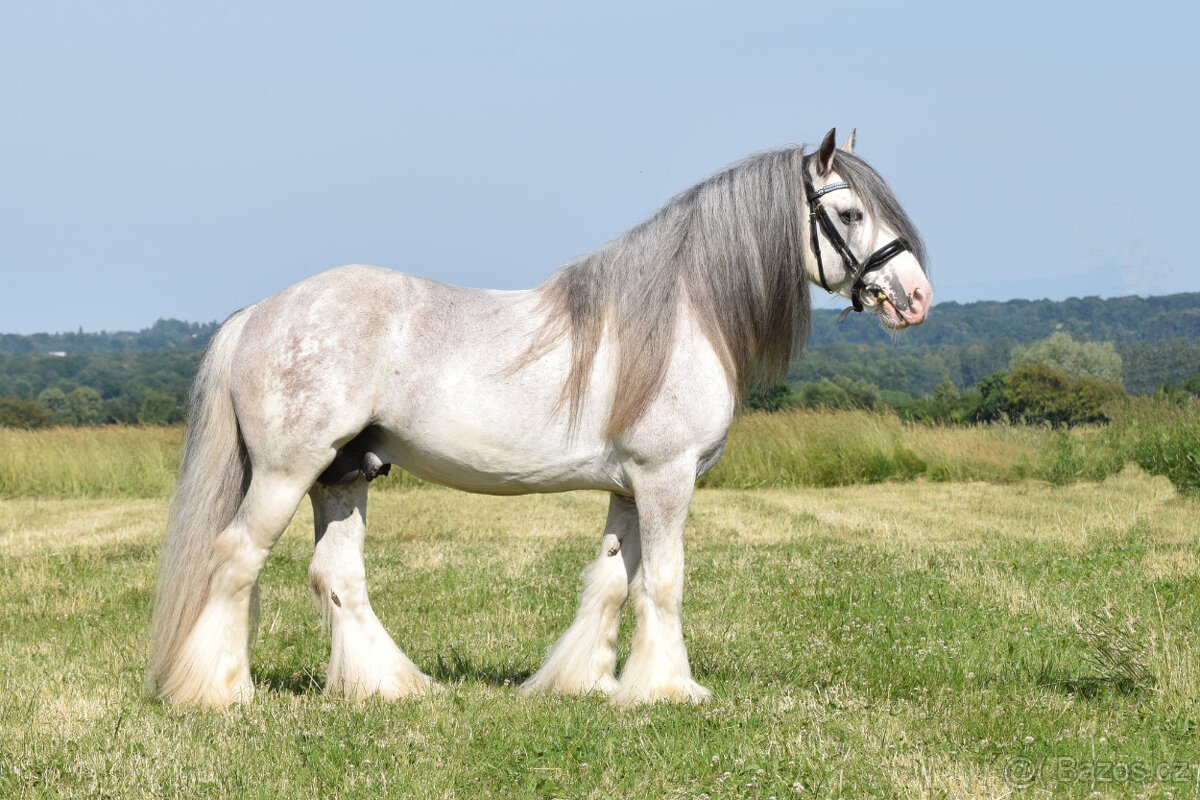 irský cob - klisna - 4