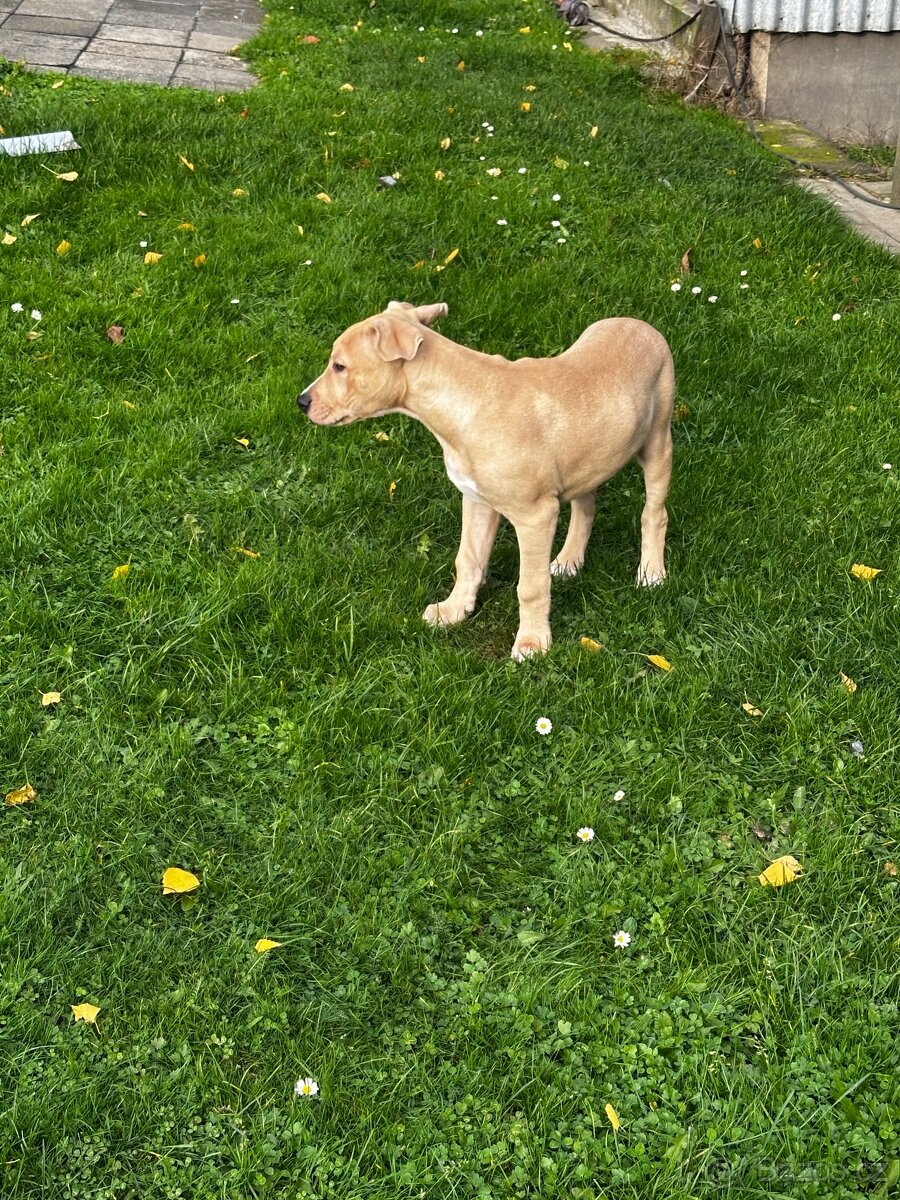 Americký staford - 4