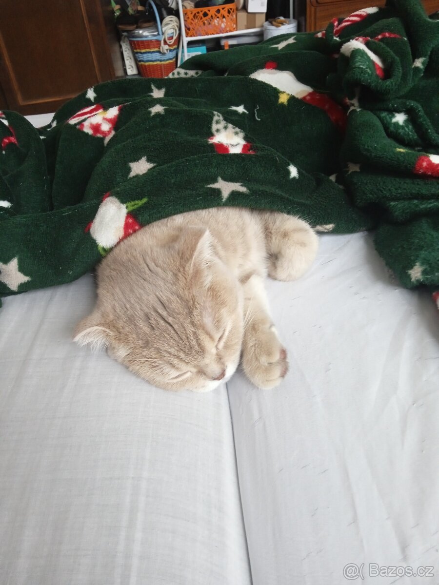 Skotská klapoucha - 4