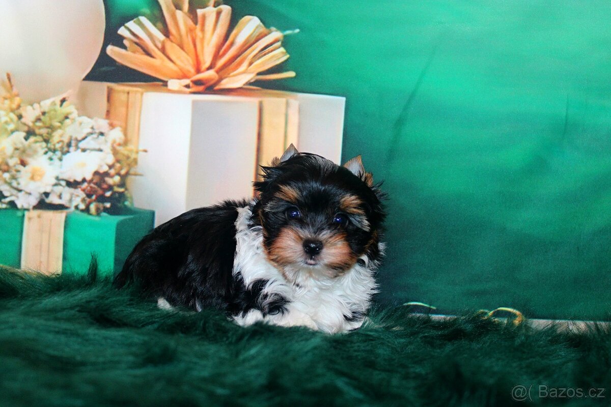 biewer terier s PP jorkšírský pejsek - 4