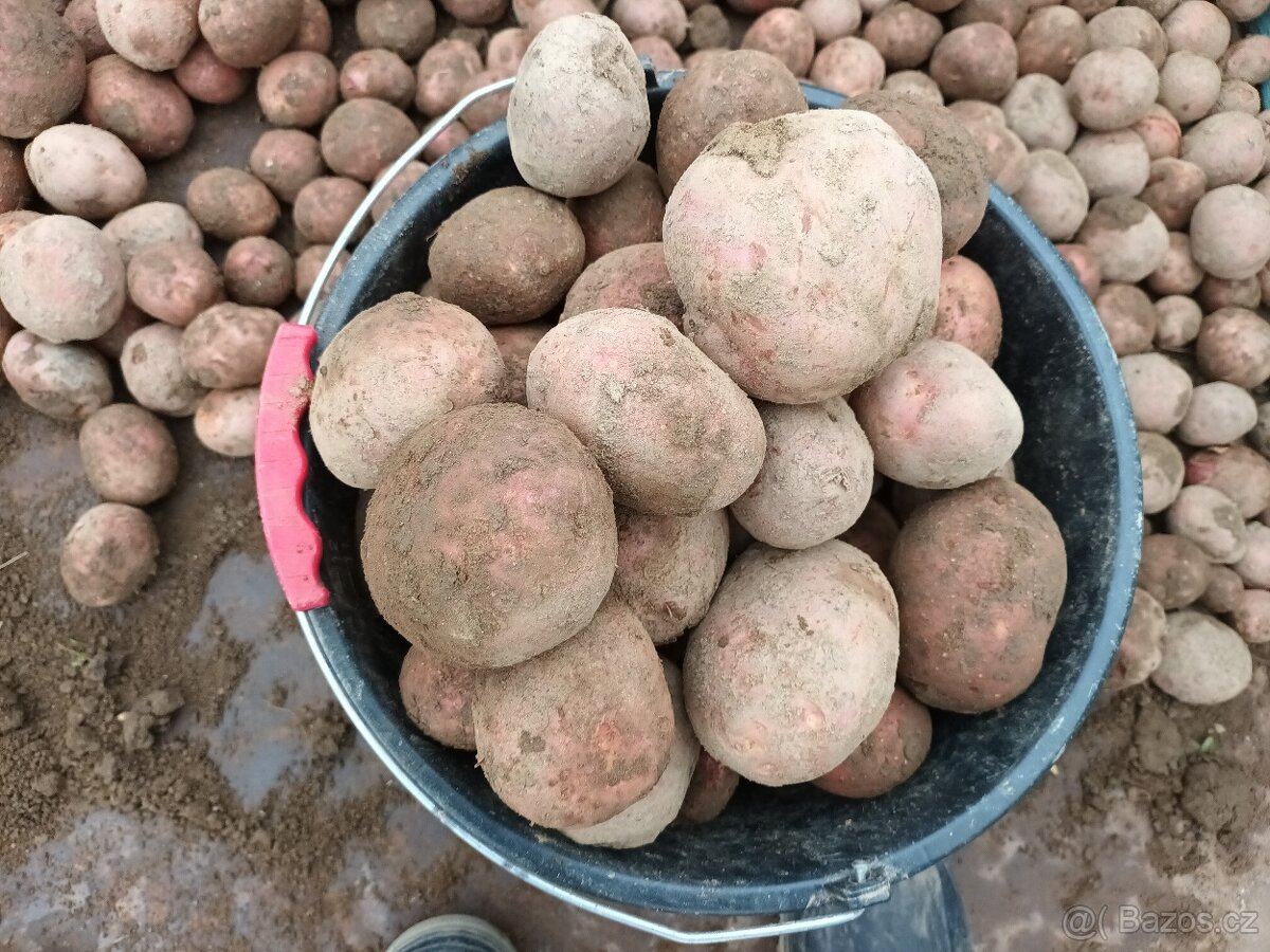 Brambory na uskladneni - 4