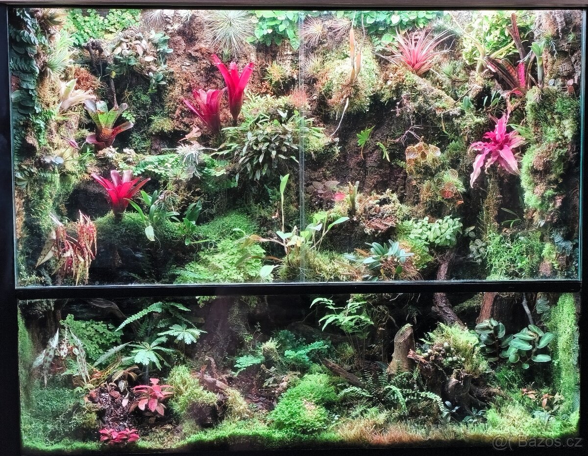 BEGONIA AMPHIOXUS - 4