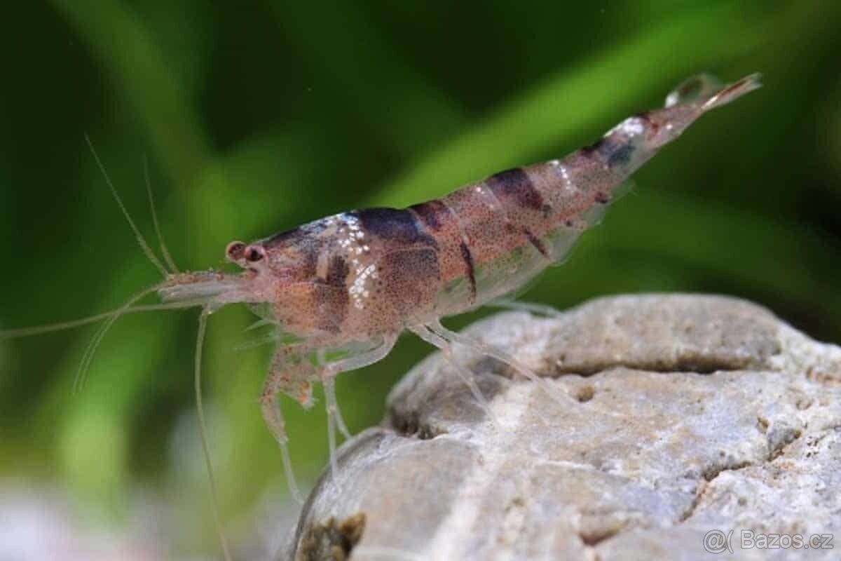 Malawa Shrimp - 4