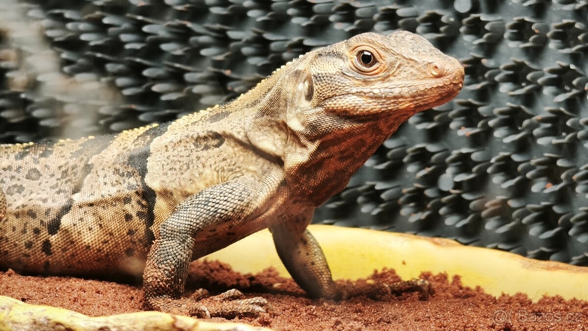 Leguán černý SLEVA - 4