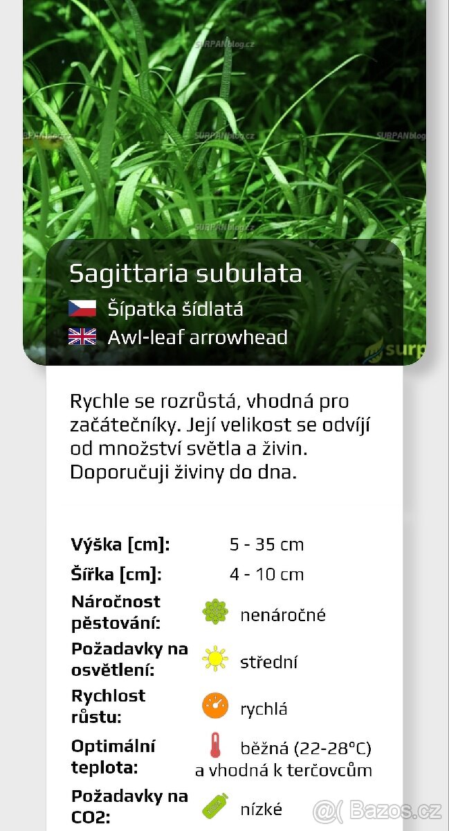 Akvarijní rostlinky a krevetky Red Cherry - 4