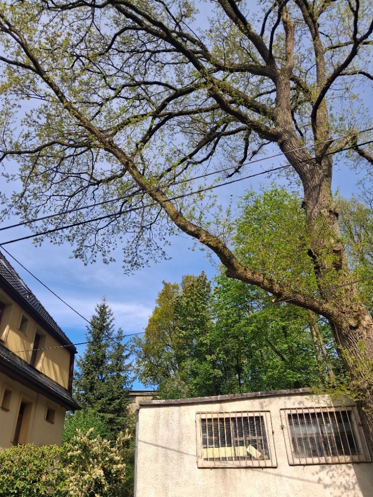 Dřevo - 4