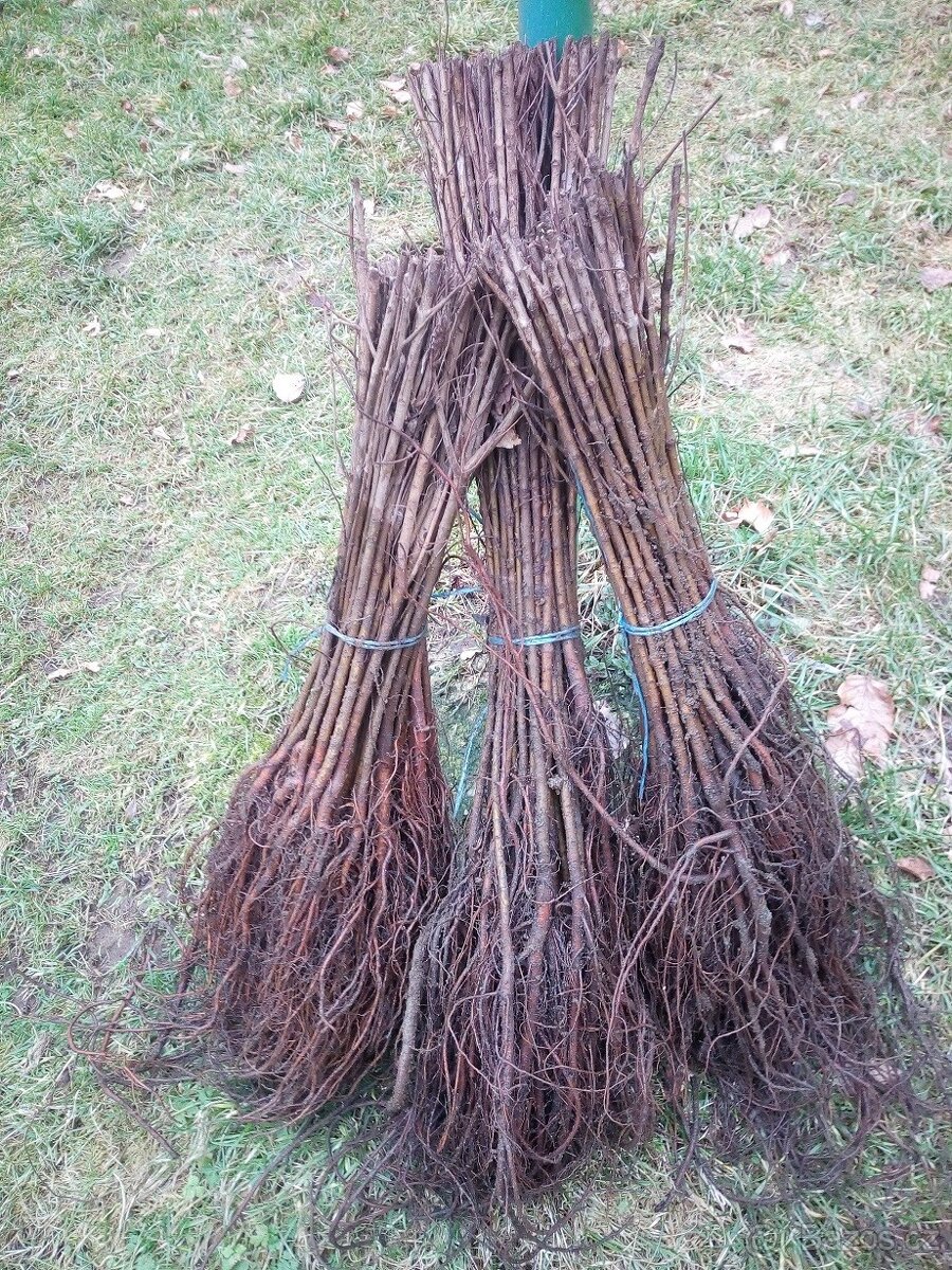 Kouzelný (zázračný) živý plot - Jilm sibiřský - 4