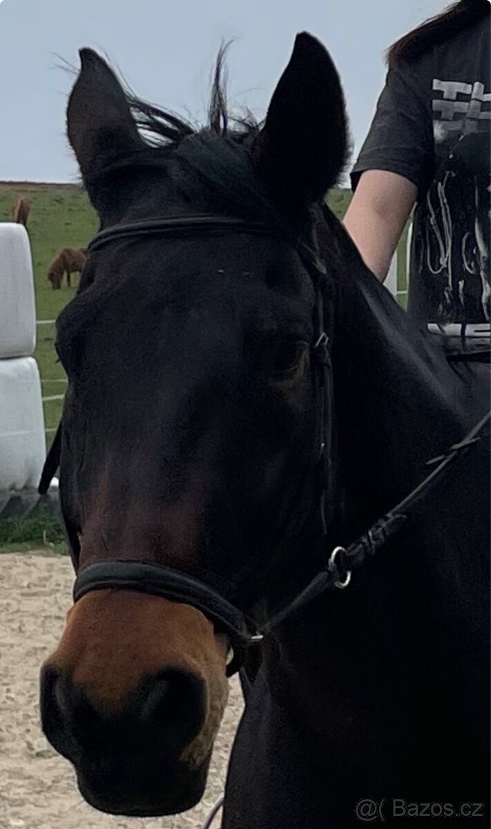 Koně potřeby - 4