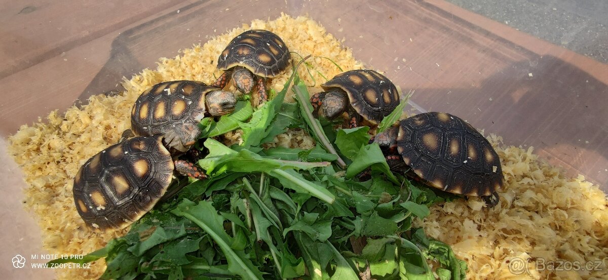 Želva uhliřská mláďata - 4