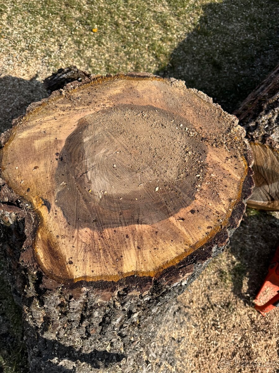 Ořech 50 let starý - 4