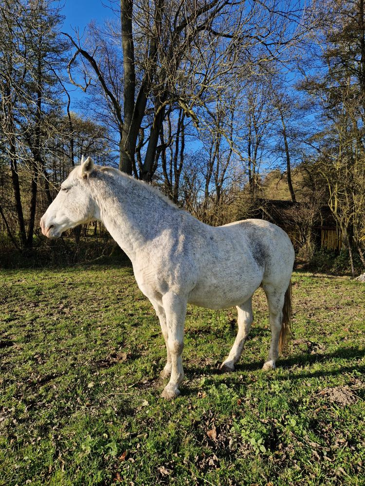 Lipický kůň na prodej - 4