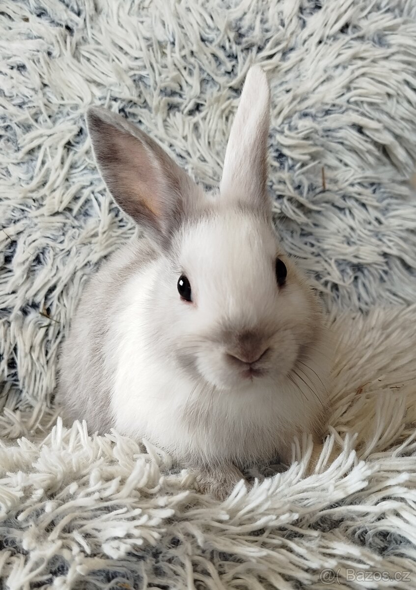 Zakrslý králík - 4