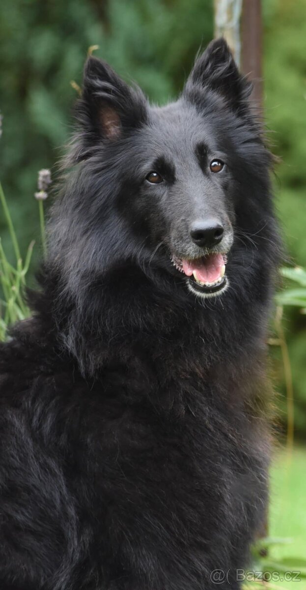 Belgický ovčák Groenendael s PP - 4