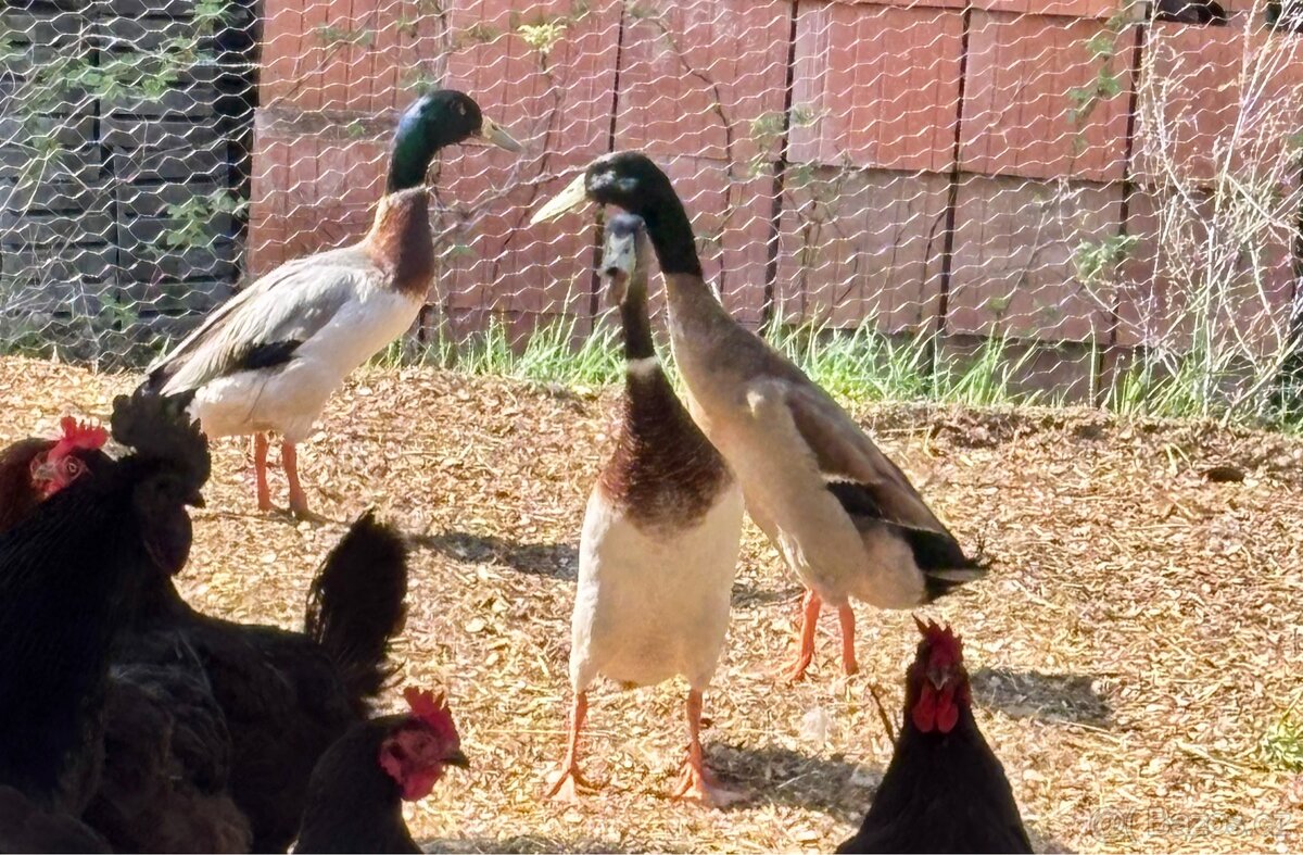 Indický běžec, kačer - 4