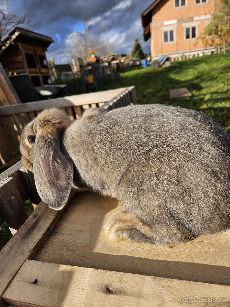 Francouzský beran - 4