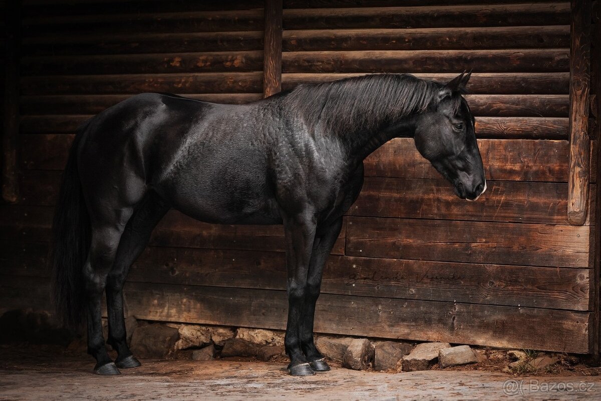černá paint horse klisna - 4