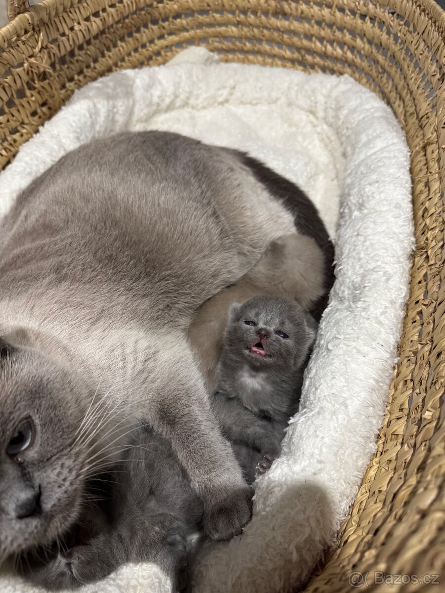 Britská koťata - 4