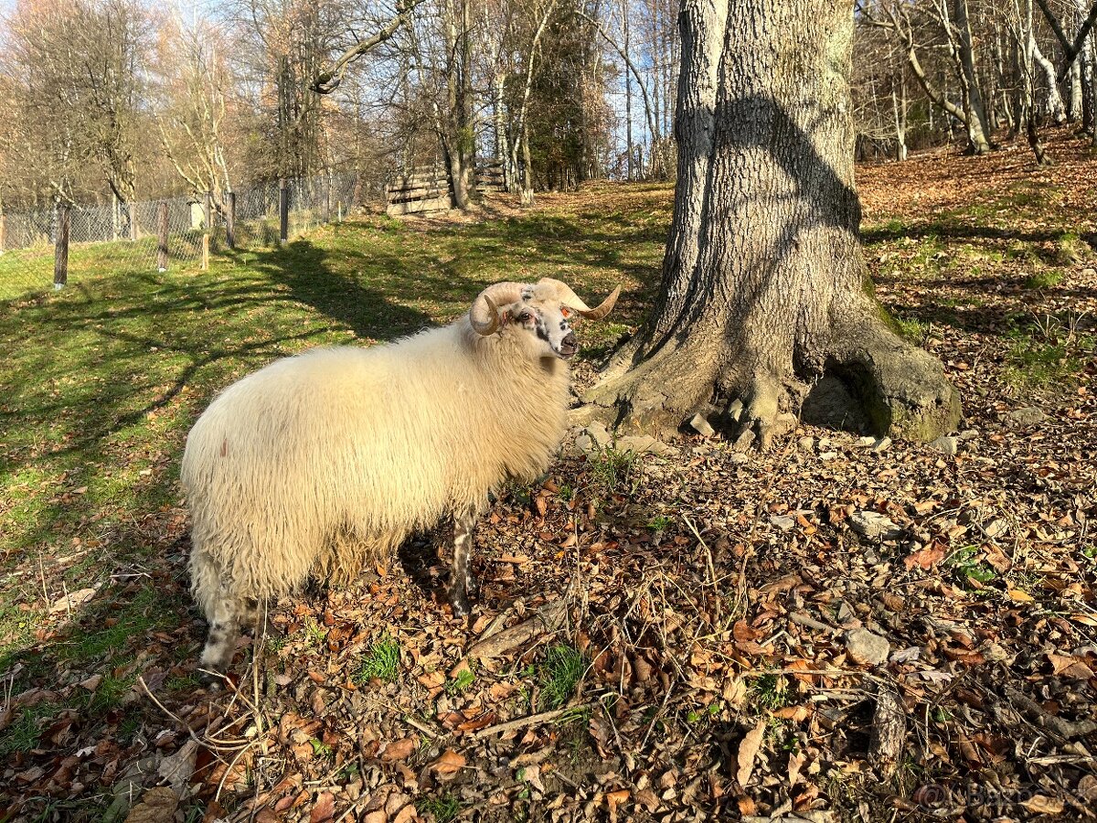 Valaška původní - chovný beran - 4