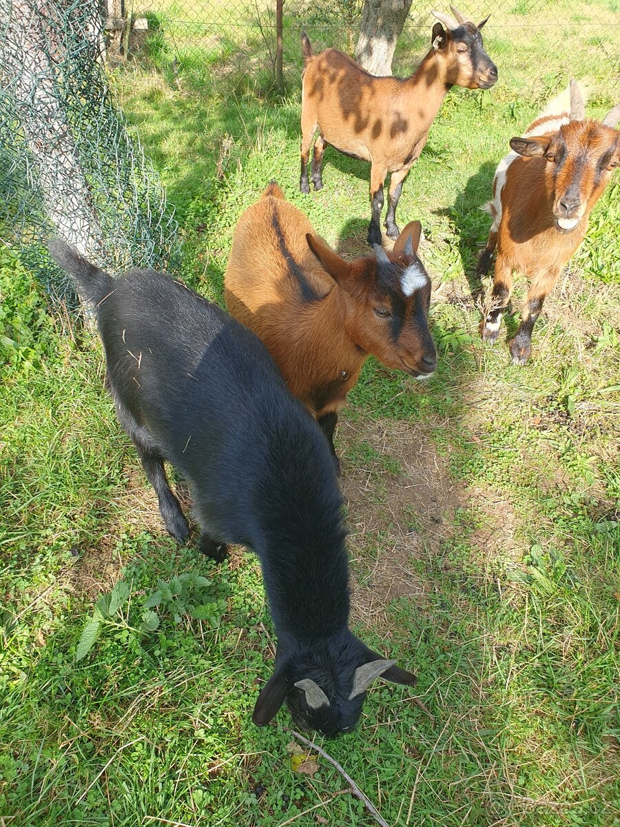 Holandská zakrslá koza - 4