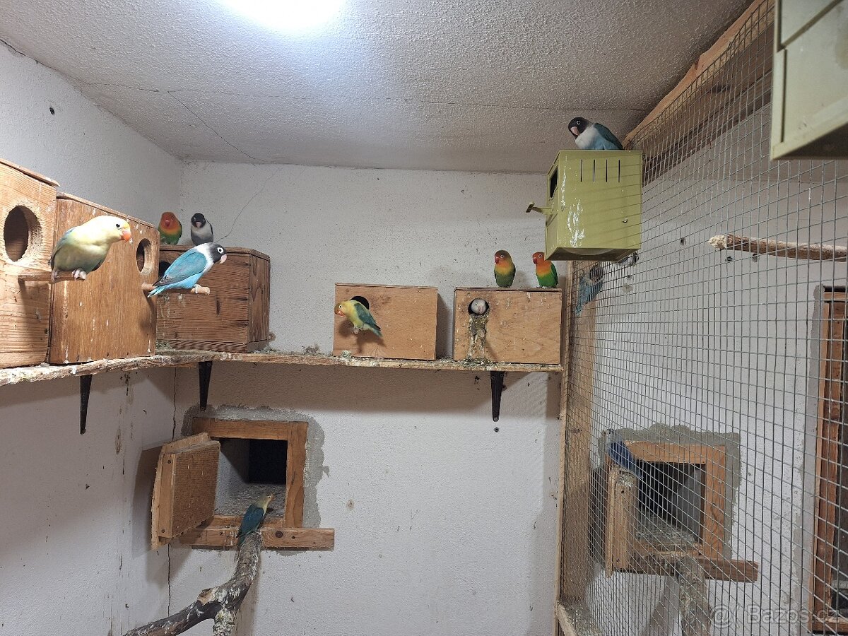 Agapornis Fiseruv a škraboškový - 4