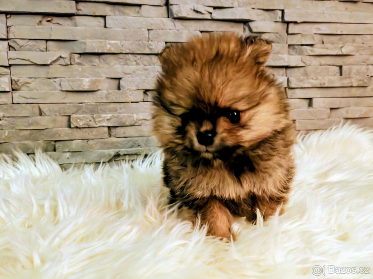 Pomeranian s PP ,FCI - 4