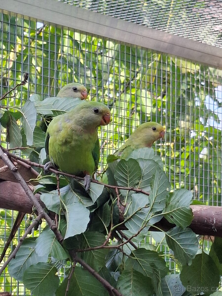 Papoušek nádherný - 4