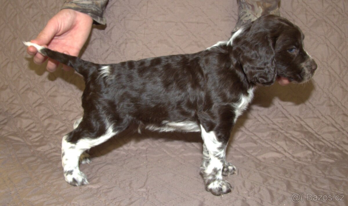 Německý křepelák - 4