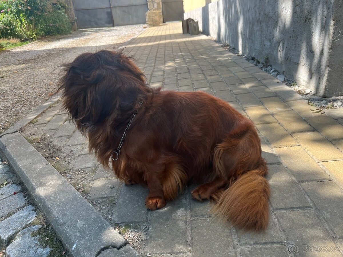 Jezevčík standard dlouhosrstý - pes ke krytí - 4