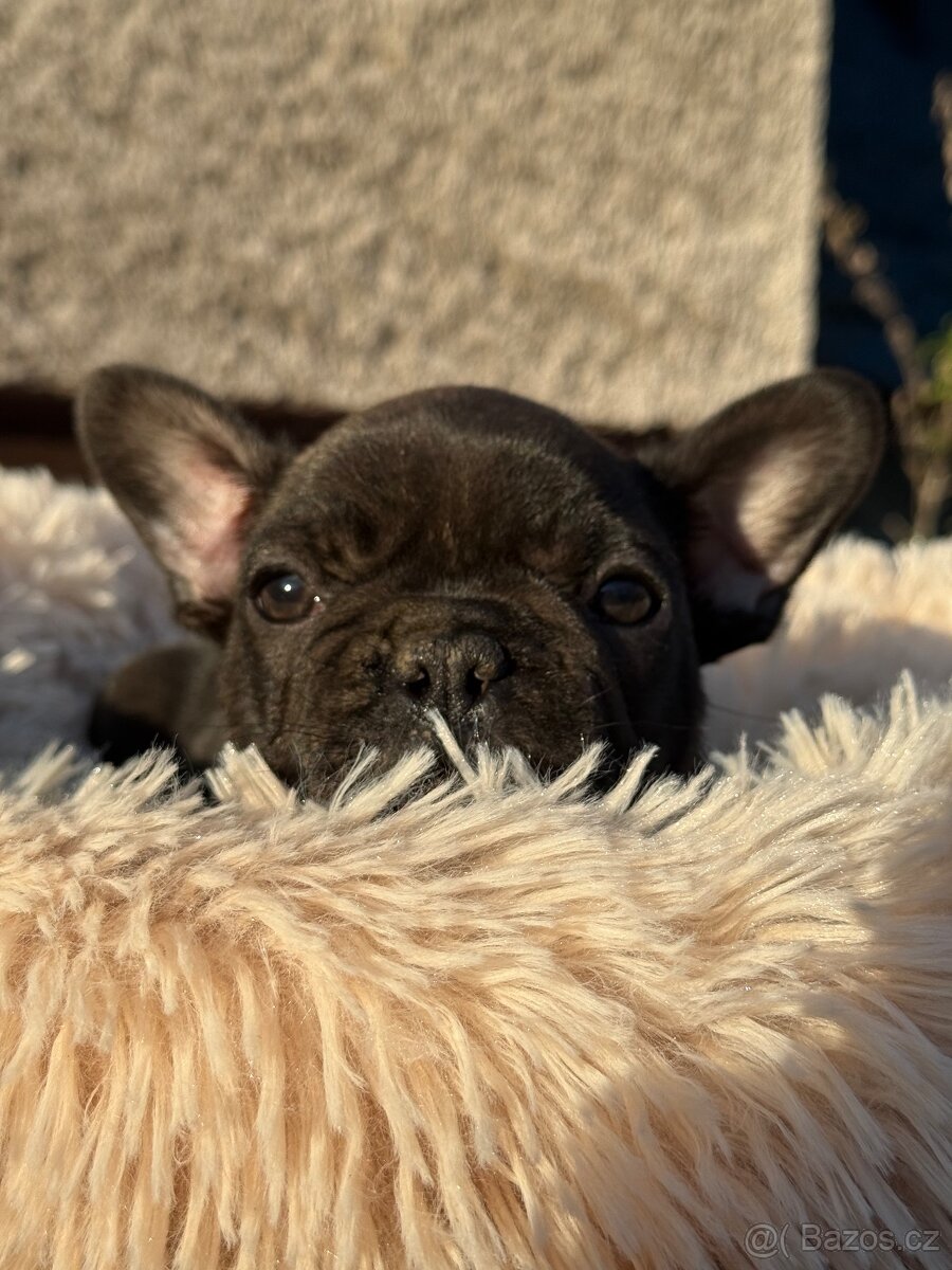Francouzský buldoček - 4